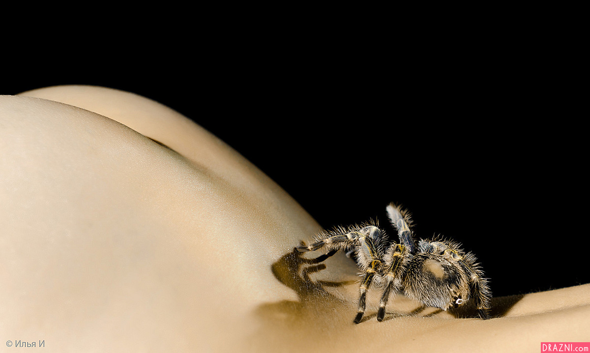 spider